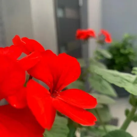 Daire Mare's 1 Split