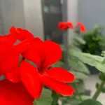 Apartman Mare's 1 Split